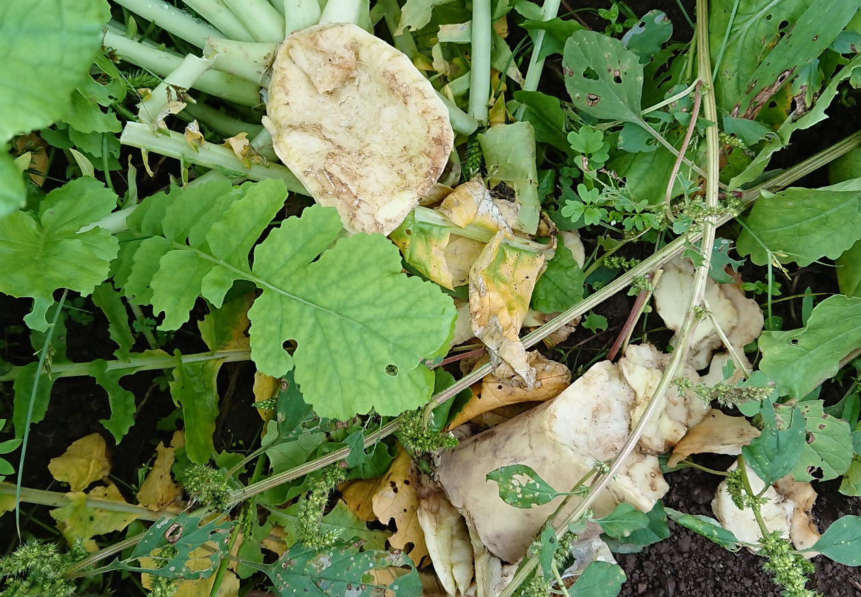 大根栽培は調理によって品種を使い分ける 辛い大根と甘い大根の違い さびまりの野菜栽培ブログ