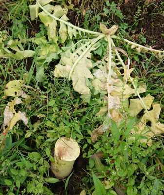 大根栽培は調理によって品種を使い分ける 辛い大根と甘い大根の違い さびまりの野菜栽培ブログ