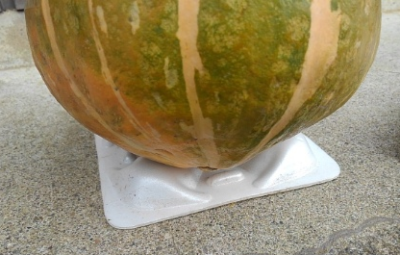 初心者は かぼちゃ栽培を始めましょう 画像で見る南瓜の育て方 さびまりの野菜栽培ブログ