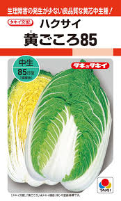 白菜の育て方 日白菜ってどういう意味 何が違う さびまりの野菜栽培ブログ