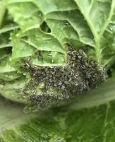 白菜 ハクサイ の育て方 被害の大きな４種類の害虫の正体 さびまりの野菜栽培ブログ