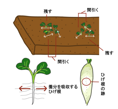 大根を太く 長く 真っ直ぐにする育て方 秋大根の栽培方法 さびまりの野菜栽培ブログ
