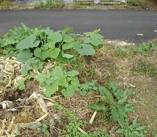 初心者向きは かぼちゃ栽培から 画像で見る南瓜の育て方 さびまりの野菜栽培ブログ
