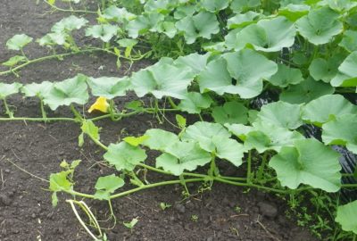 かぼちゃの育て方 かぼちゃの受粉には葉の枚数が大切な理由とは さびまりの野菜栽培ブログ