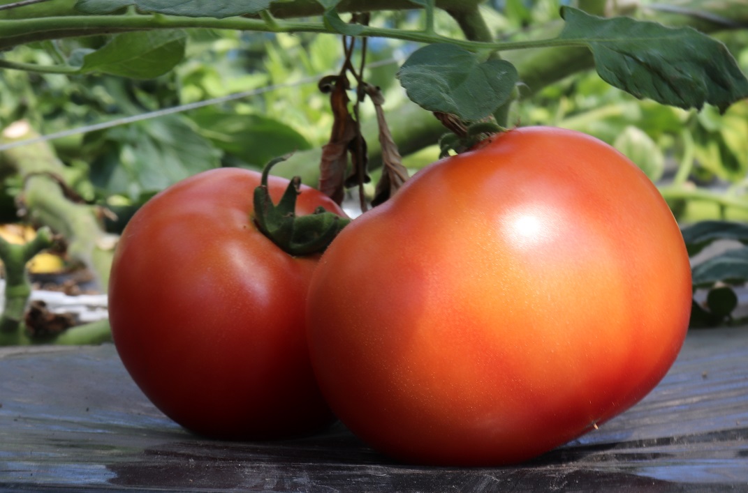 トマトの育て方、仕立て方【初心者・中級者向けに分けて解説】 | さびまりの野菜栽培ブログ
