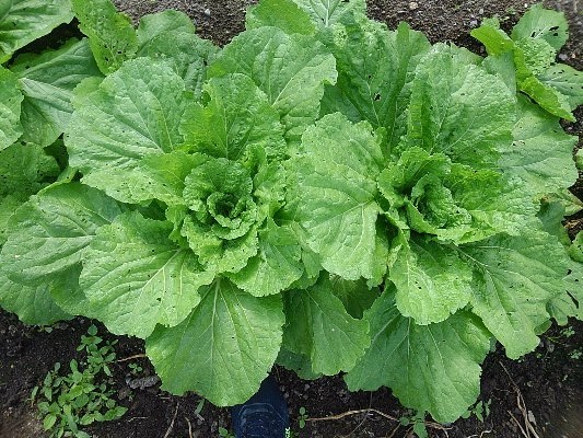 白菜の育て方 日白菜ってどういう意味 何が違う さびまりの野菜栽培ブログ