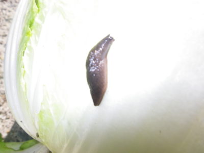 白菜 ハクサイ の育て方 被害の大きな４種類の害虫の正体 さびまりの野菜栽培ブログ