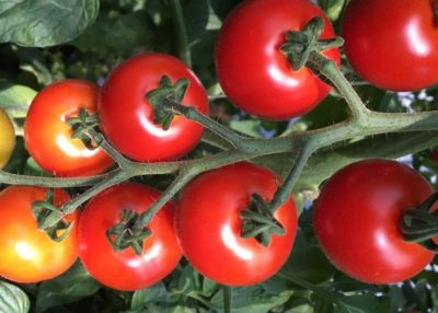 中玉 ミディ トマトの作られた理由 トマトの品種改良 さびまりの野菜栽培ブログ