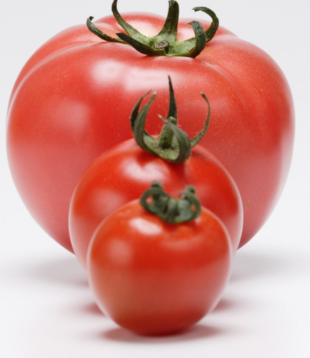 中玉 ミディ トマトの作られた理由 トマトの品種改良 さびまりの野菜栽培ブログ
