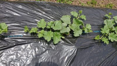 マクワ瓜 漬瓜を育てよう 昔懐かしい農家の味 ギャル瓜 かわず瓜 さびまりの野菜栽培ブログ