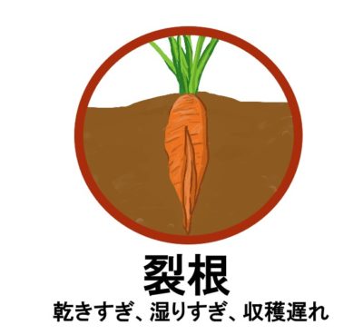 にんじんの育て方 水やりの方法が決めて さびまりの野菜栽培ブログ