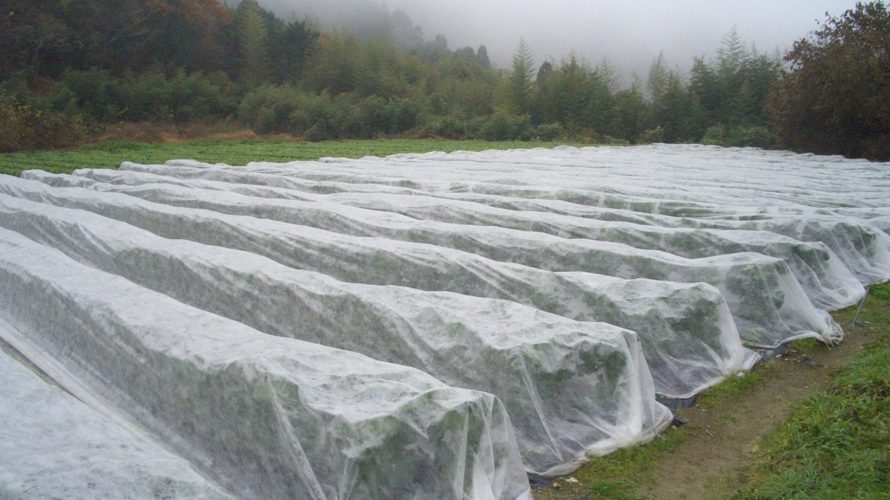 農薬を使わない 野菜に害虫を寄せ付けない方法 不織布 防虫ネットの使い方 さびまりの野菜栽培ブログ