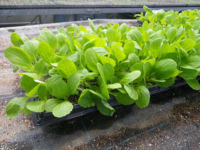 白菜の育て方 丁度いい苗の作り方 植え方 さびまりの野菜栽培ブログ