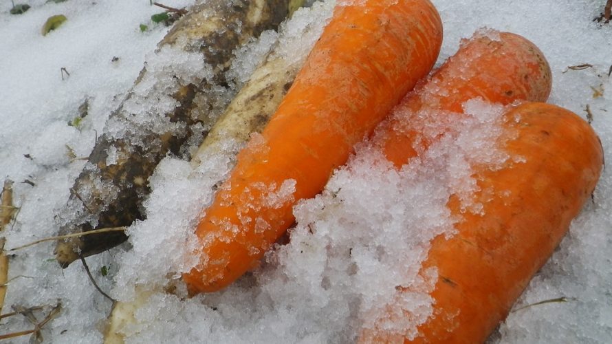 にんじんの育て方 水やりの方法が決めて さびまりの野菜栽培ブログ