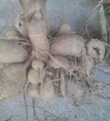 中輪ダリアの育て方 球根の植え方 管理の方法 さびまりの野菜栽培ブログ