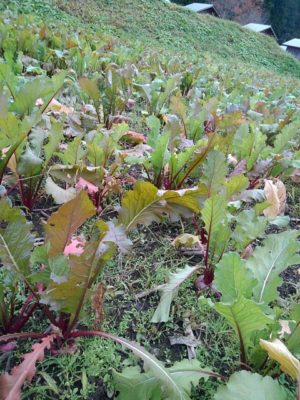 赤カブの作り方 日本の蕪は地域に根付いた伝統野菜 だから美味しい さびまりの野菜栽培ブログ