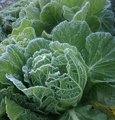 野菜よ、甘くなれ!【家庭菜園】