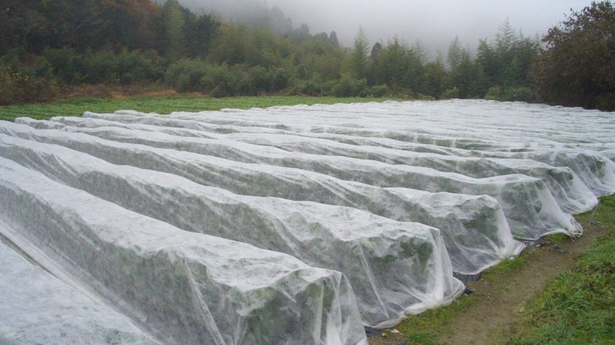 農薬を使わない。野菜に害虫を寄せ付けない方法 【不織布・防虫ネットの使い方】