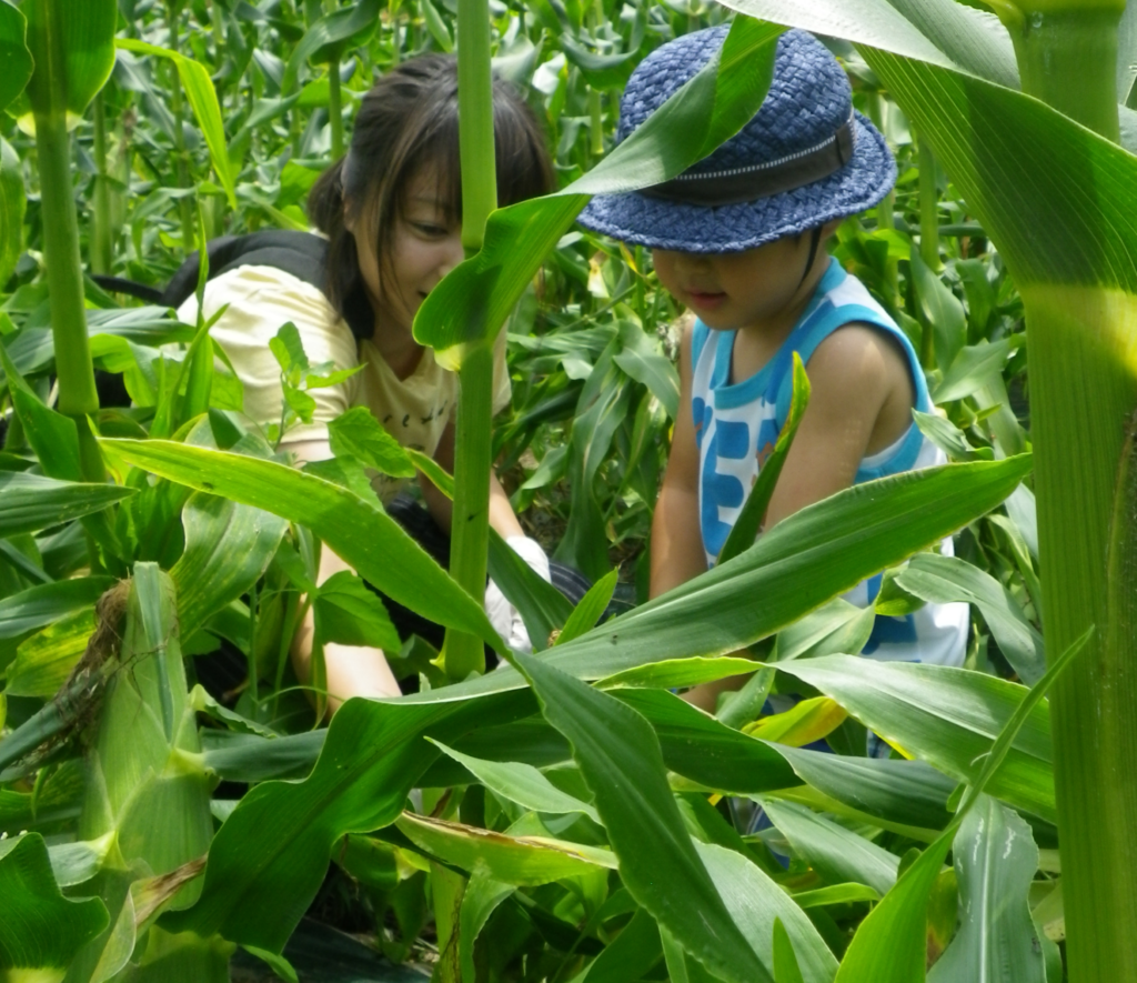 トウモロコシ スイートコーン は育てるべきです なぜ甘いその理由とは 家庭菜園 さびまりの野菜栽培ブログ