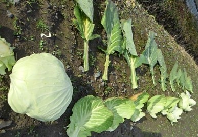 キャベツの法則で失敗しない選び方 キャベツの形と枚数を調べてみた さびまりの野菜栽培ブログ