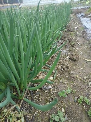 ネギの苗づくりは簡単 押さえておくのは３つだけ タネまき 発芽 育苗 管理 さびまりの野菜栽培ブログ