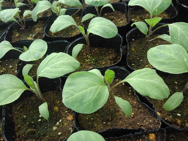 夏の野菜苗づくり 4月の管理 今年はちょいと注意 温度と時期 さびまりの野菜栽培ブログ