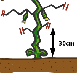 キュウリの育て方 植えつけ後の最初の管理方法が大切な理由とは 動画あり さびまりの野菜栽培ブログ キュウリの育て方 植えつけ後の最初の管理方法が大切な理由とは 動画あり さびまりの野菜栽培ブログ