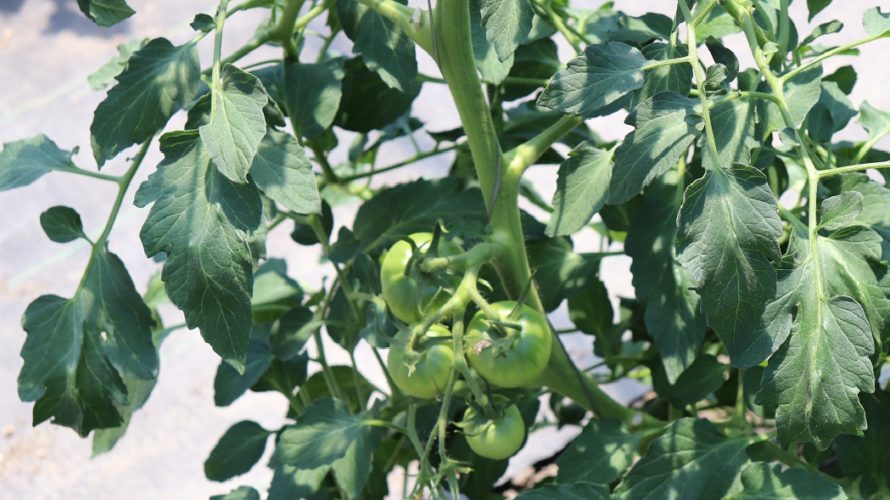 トマトの育て方 取り敢えず芽かきして 芽かきと肥料 水の管理 さびまりの野菜栽培ブログ