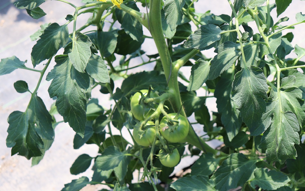 トマトの育て方 仕立て方 初心者 中級者向けに分けて解説 さびまりの野菜栽培ブログ
