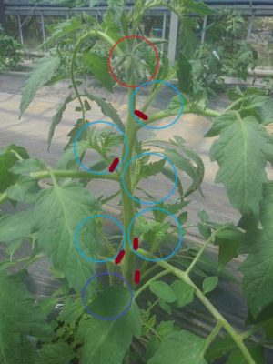 トマトの育て方 芽かき作業はトマト栽培では必須です 芽かきと肥料 水の管理 さびまりの野菜栽培ブログ