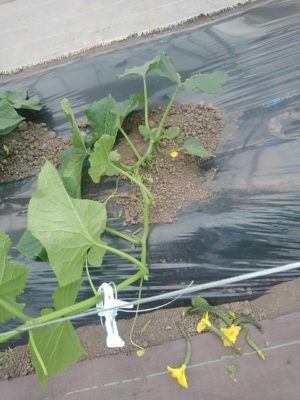 キュウリの育て方 植えつけ後の最初の管理方法が大切な理由とは 動画あり さびまりの野菜栽培ブログ