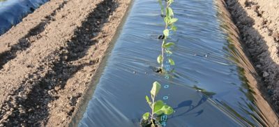 ナスの育て方 収量をあげる方法と切り戻し 摘芯 さびまりの野菜栽培ブログ