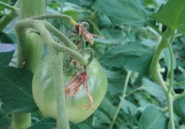 トマト栽培 トマトが病気だと思っていたのは生理障害 画像有り さびまりの野菜栽培ブログ
