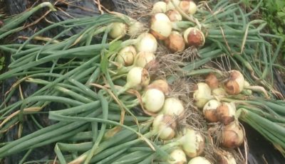 玉ねぎの育て方と保存方法 春まき 7月収穫 さびまりの野菜栽培ブログ