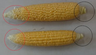 ナス スイートコーンの選び方 野菜の成長が順調だった野菜は 色や形に出ます さびまりの野菜栽培ブログ