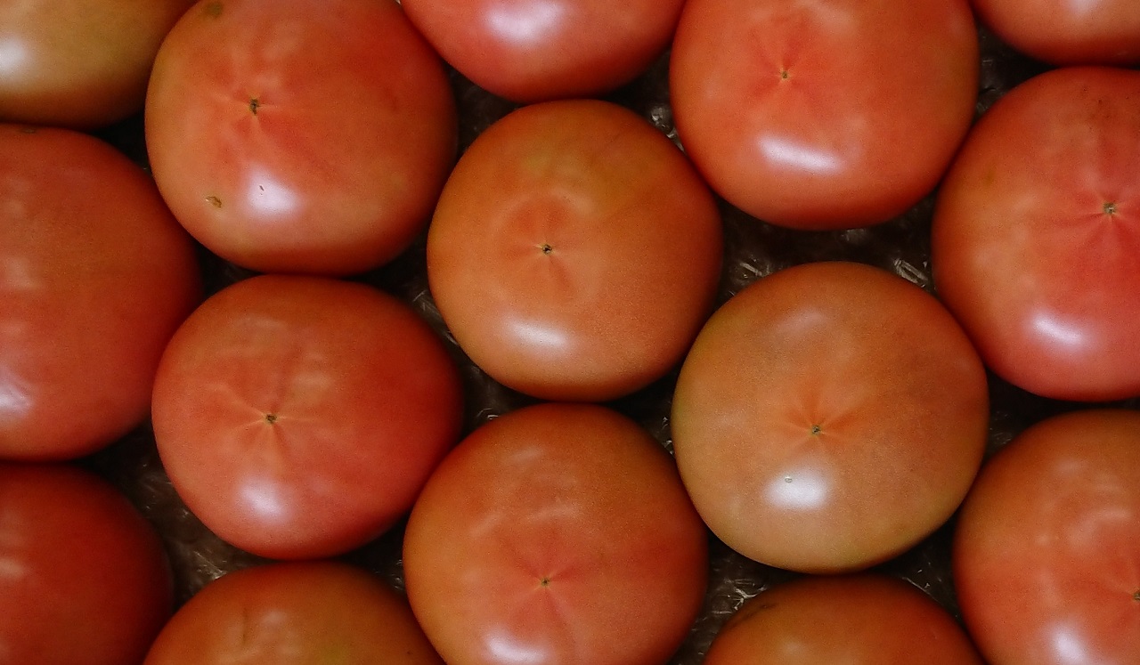 大玉トマトを長く栽培する 摘果しないといけない理由と光が当たらないとトマトが落ちる さびまりの野菜栽培ブログ