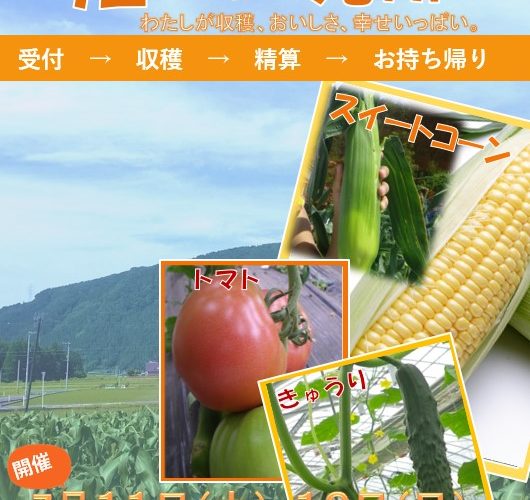 収穫祭やイベントに最適 スイートコーン トマト キュウリの品種はコレがおススメ さびまりの野菜栽培ブログ