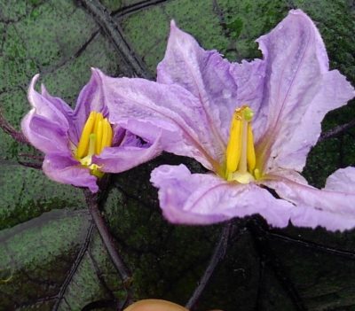 ナス 茄子 の生育を診断する方法 花のしくみと受粉から読み取る さびまりの野菜栽培ブログ