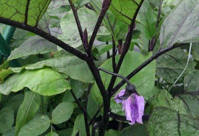 ナス 茄子 の育て方 花 葉のしくみと生育診断 さびまりの野菜栽培ブログ