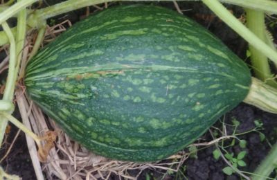 かぼちゃの育て方 収穫のタイミング かぼちゃを貯蔵する場所 さびまりの野菜栽培ブログ