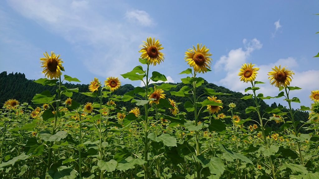 ひまわり畑の作り方 簡単で景観良好 さびまりの野菜栽培ブログ