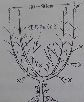 ピーマンの整枝と剪定 安定して長くピーマンを取るために着果周期を さびまりの野菜栽培ブログ