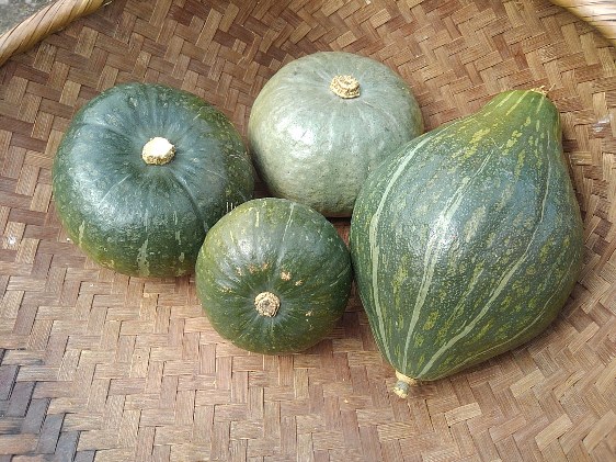 かぼちゃの育て方 収穫のタイミングと貯蔵の方法 さびまりの野菜栽培ブログ