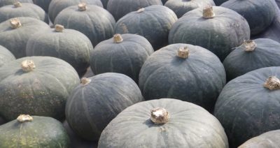 かぼちゃの育て方 かぼちゃの伸びてきたツルは芯を止めるの さびまりの野菜栽培ブログ