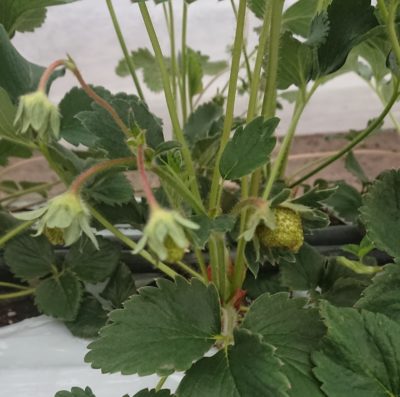 イチゴの構造と育て方の3つのポイント イチゴの株分け動画のおまけ付 さびまりの野菜栽培ブログ