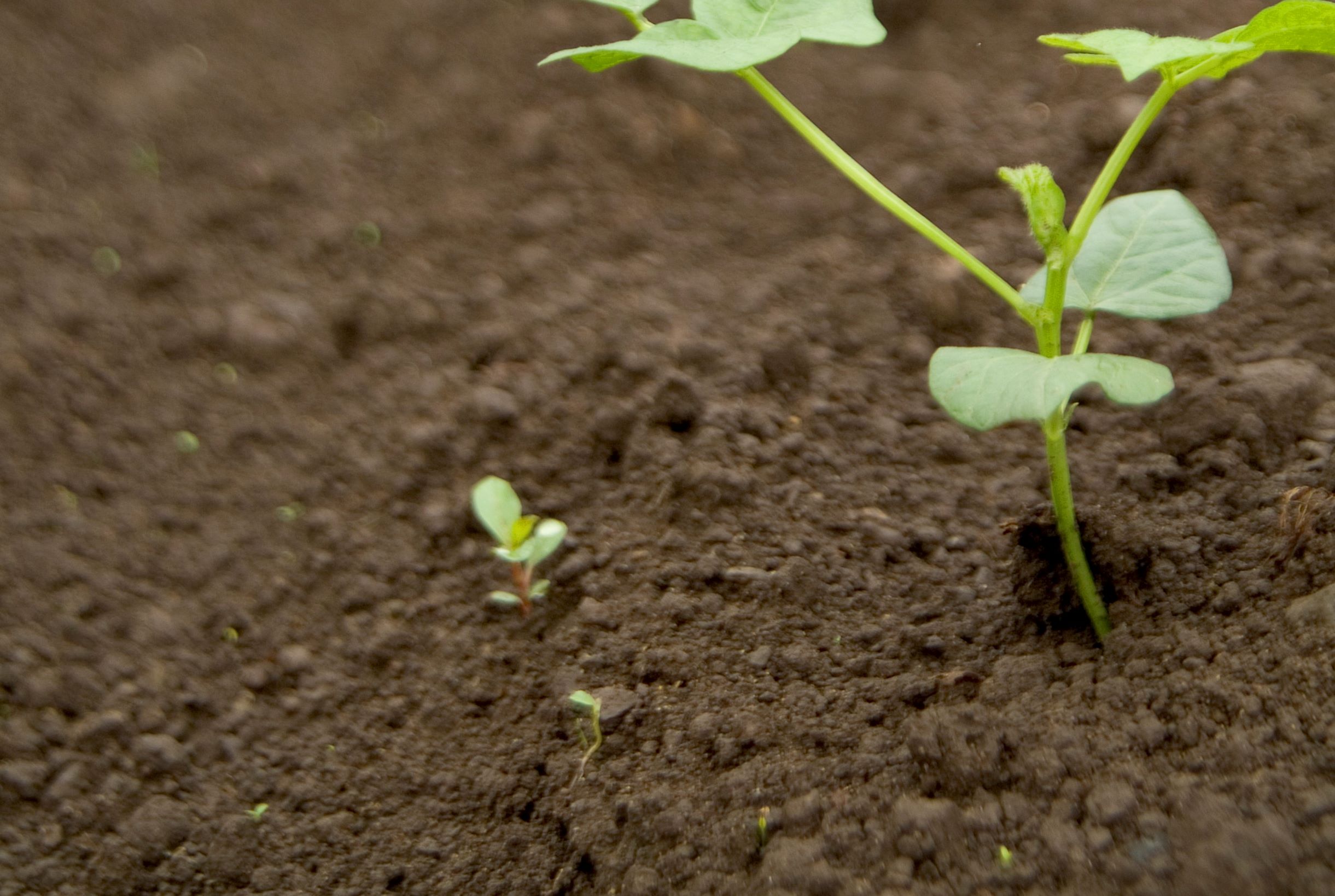 堆肥の作り方 牛ふん 生ゴミ たい肥を作ってみよう さびまりの野菜栽培ブログ