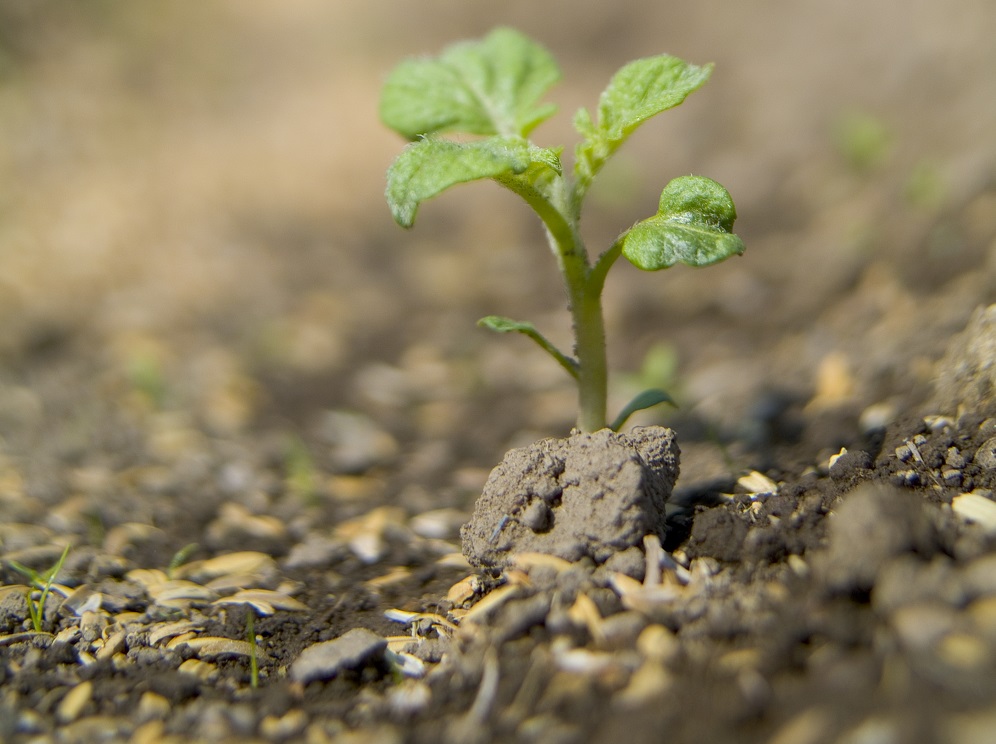 連作障害について 野菜を栽培することは 不自然で土がやせ病害がでる その対処法 さびまりの野菜栽培ブログ