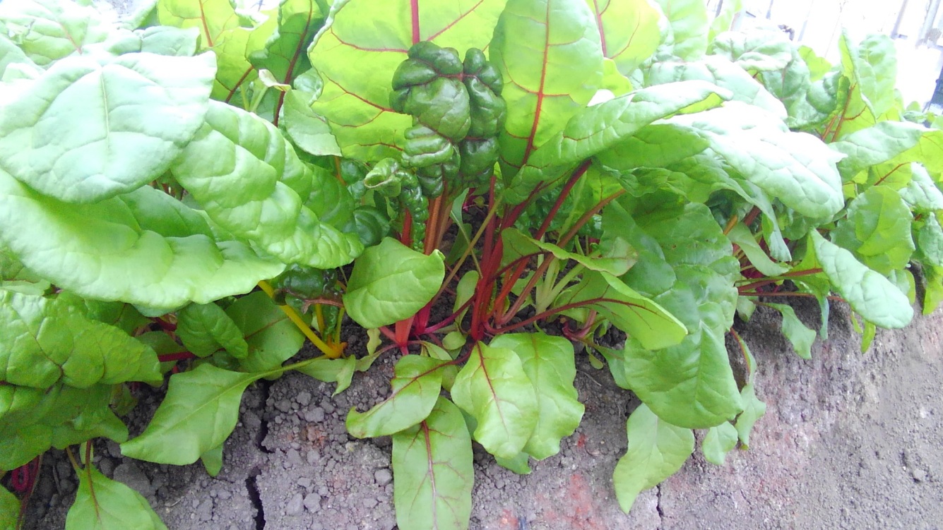 リーフレタス サラダ菜 スイスチャードの育て方 0から始める簡単な野菜 さびまりの野菜栽培ブログ