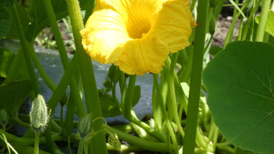 かぼちゃの育て方 かぼちゃの受粉には葉の枚数が大切な理由とは さびまりの野菜栽培ブログ