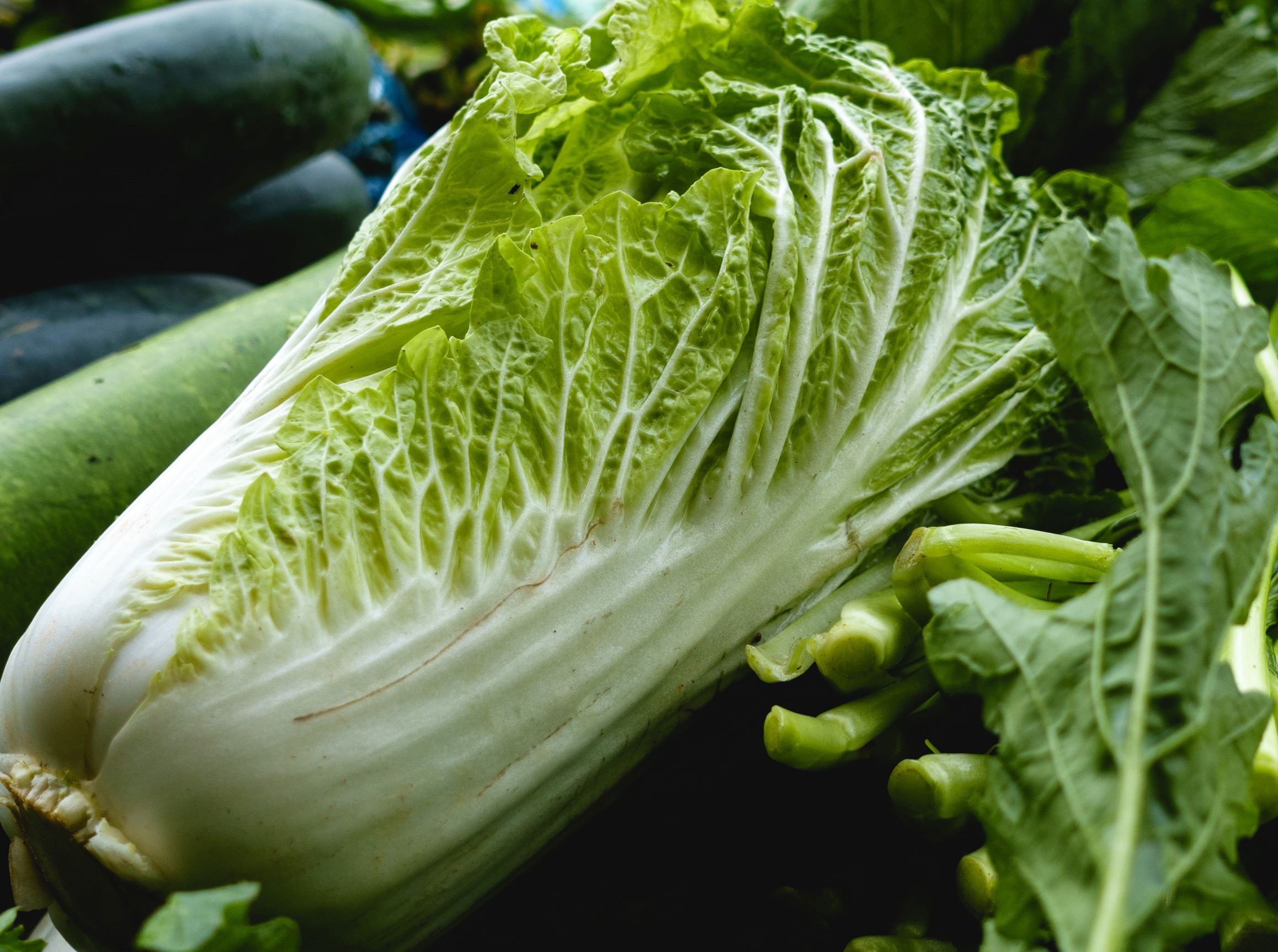 白菜 さびまりの野菜栽培ブログ